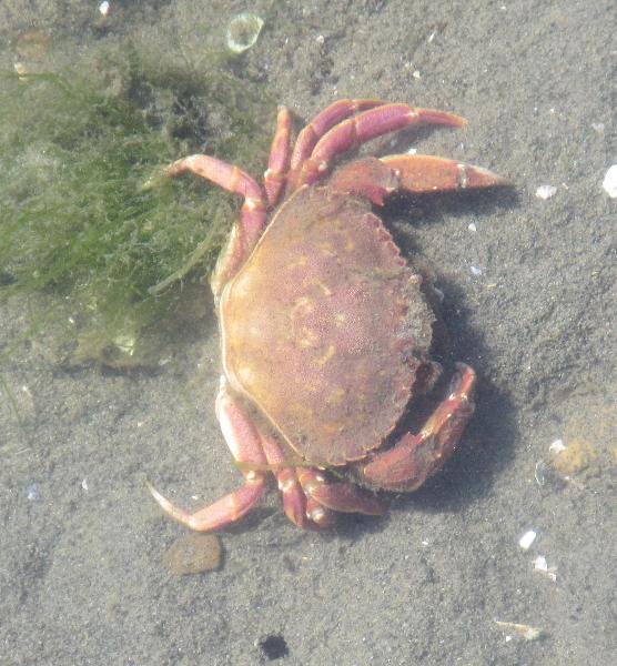 Photo of Metacarcinus gracilis by <a href="http://morrisoncreek.org/">Kathryn Clouston</a>